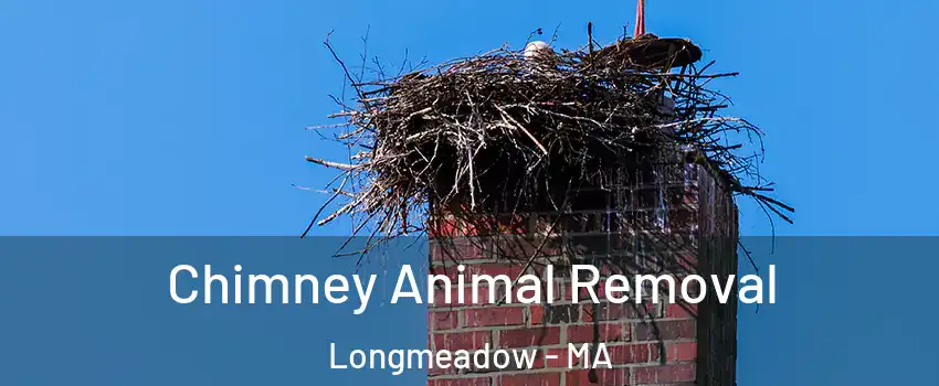  Chimney Animal Removal Longmeadow - MA