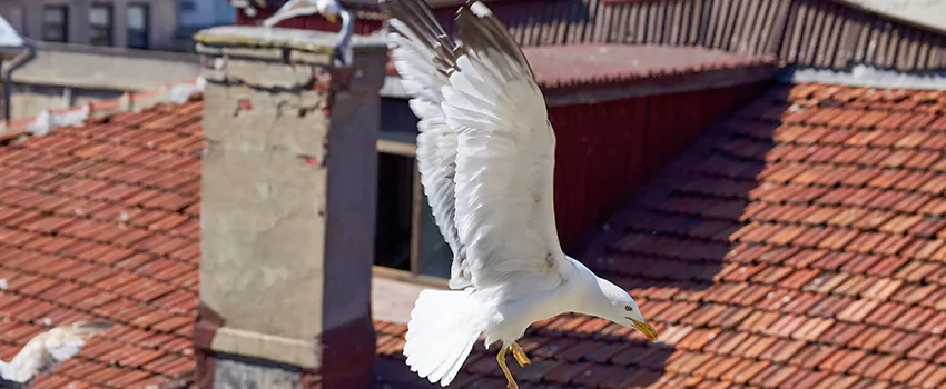 Residential Chimney Animal Removal Solution in Longmeadow, MA