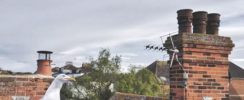 Chimney Cleaning And Restoration in Longmeadow, Massachusetts
